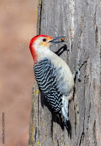 Red-bellied woodpecker (Melanerpes carolinus) male feeding on a tree trunk, Iowa, USA