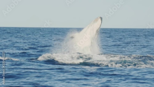 17% slow motion of a young humpback whale emerging from underwater and breaching at merimbula in new south wales, australia
