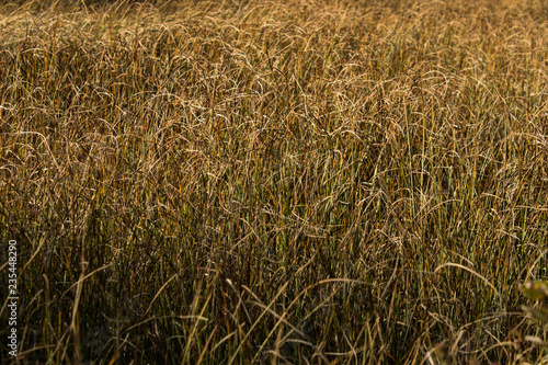 Golden Grass