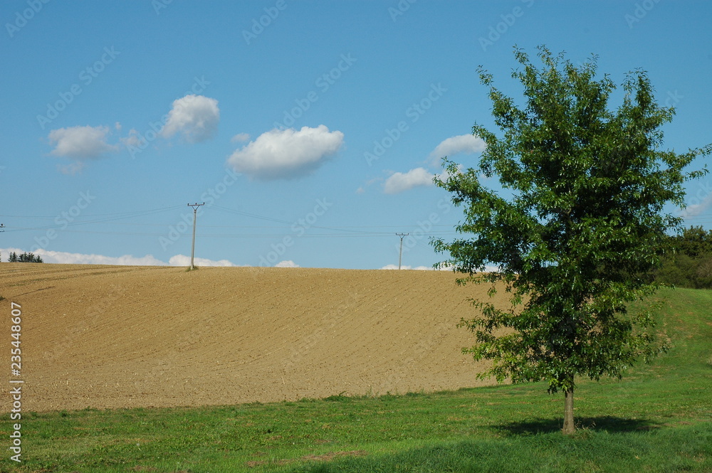 Fototapeta premium Fertile land field with a powerline