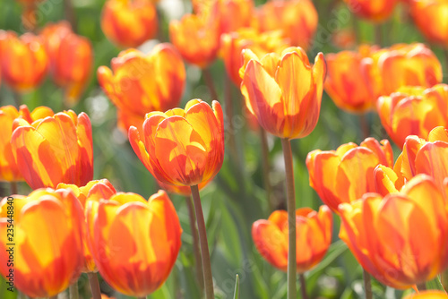 beautiful bright motley orange tulips in sunshine in a summer field or garden