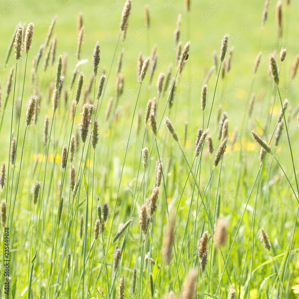 blooming grass in a summer sunny field or in a meadow