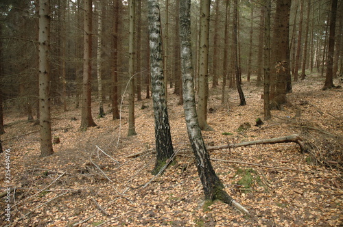 Autumn forest