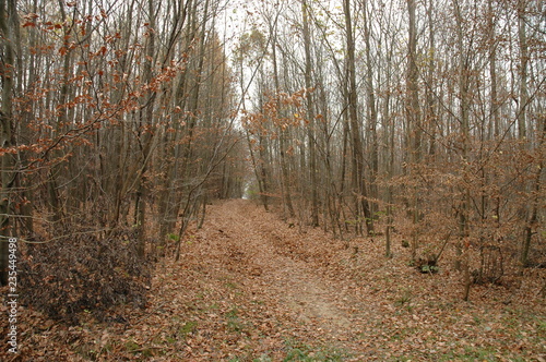 Dirt road in an Autumn forest