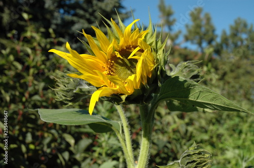 Sunflower