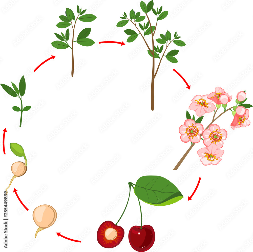 Obraz premium Life cycle of cherry tree. Plant growth stage