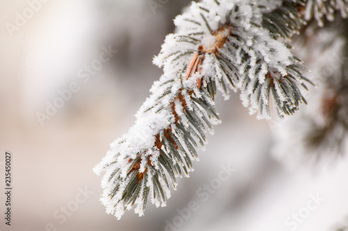 fir brunches in the snow © ksubogdanova