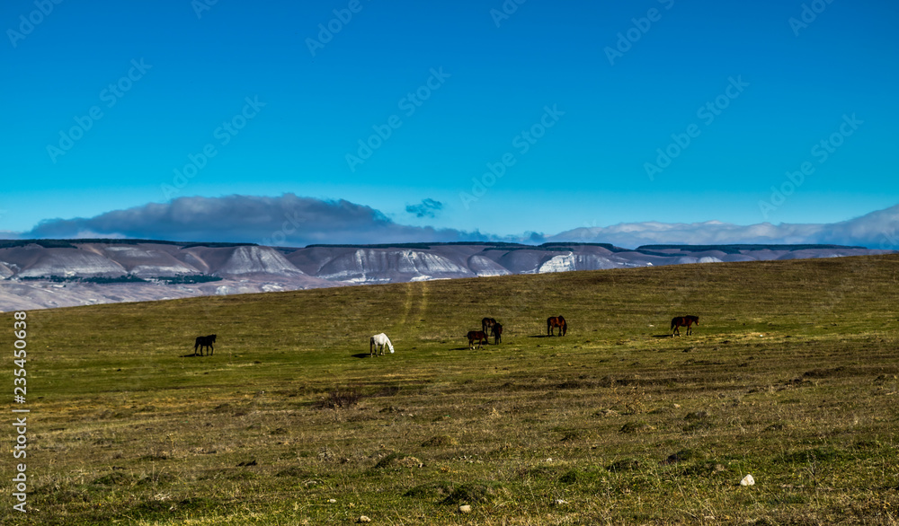 Horses graze on field in front of snowy mountains Horses graze on field in front of snowy mountains