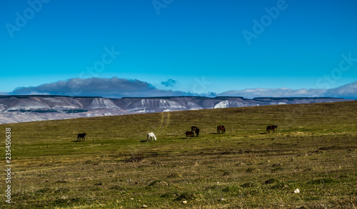 Horses graze on field in front of snowy mountains