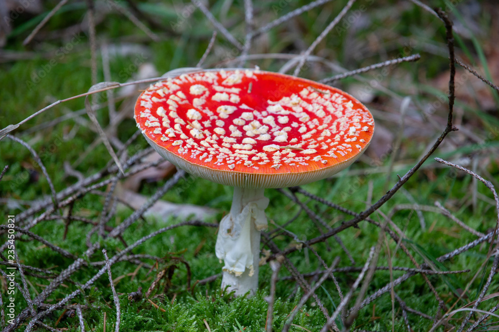 Dotted red mushroom. Rood met witte stippen Dotted red mushroom. Rood met witte stippen