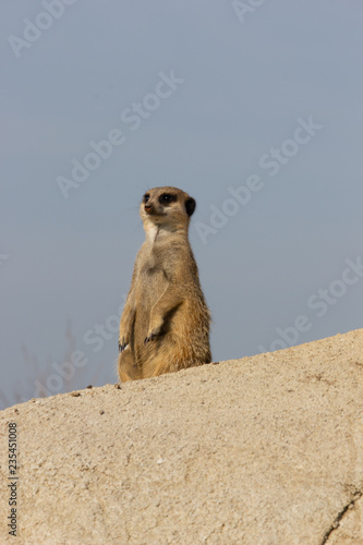 Een stokstaartje. A meerkat photo