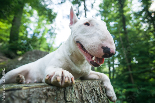 Foto Portrait of bull terrier smiling