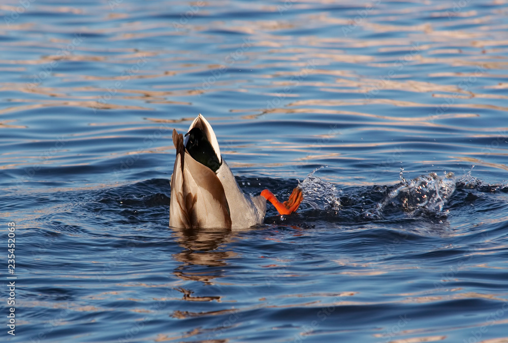 Obraz premium Hunting wild duck