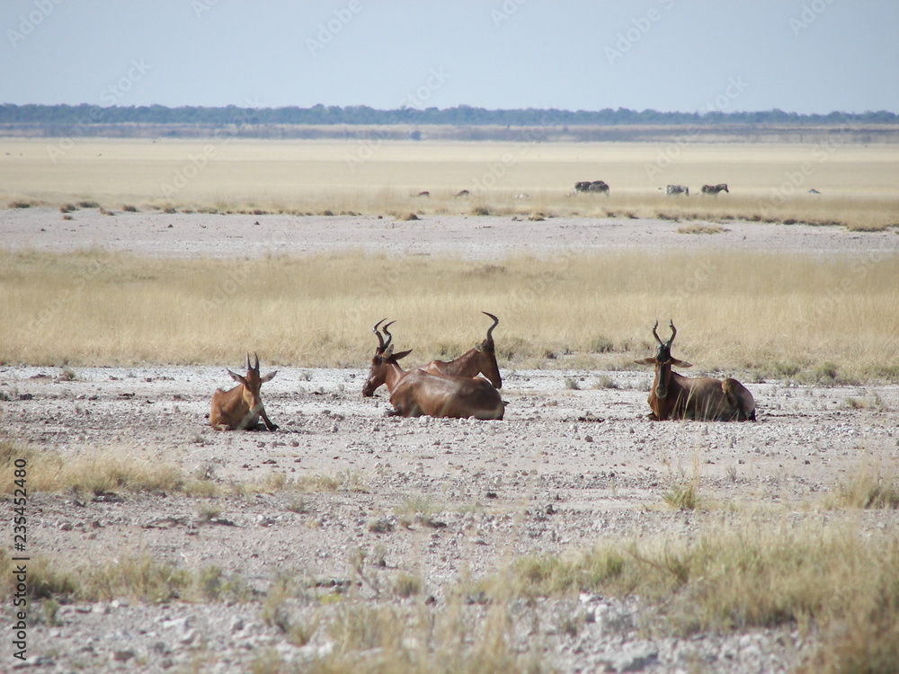 Fototapeta premium Afrika