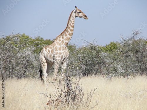 Fototapeta Naklejka Na Ścianę i Meble -  Afrika