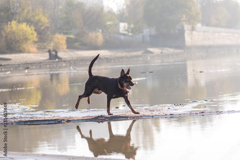 Australian Kelpie dog runs and plays on the sand next to the river