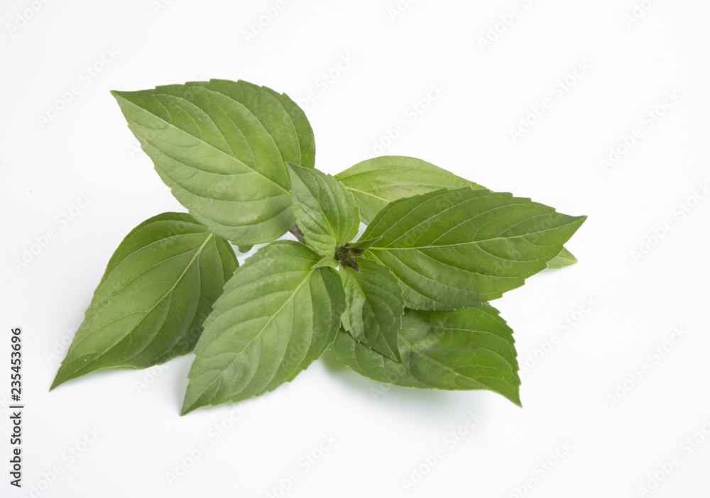 Basil on white background Basil on white background