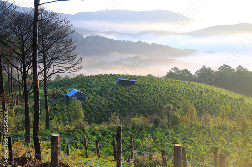 Vietnamese coffee plantation 