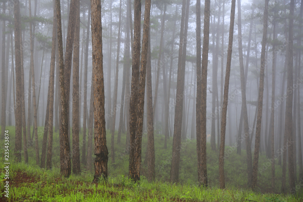 Naklejka premium Pine forest in mist 
