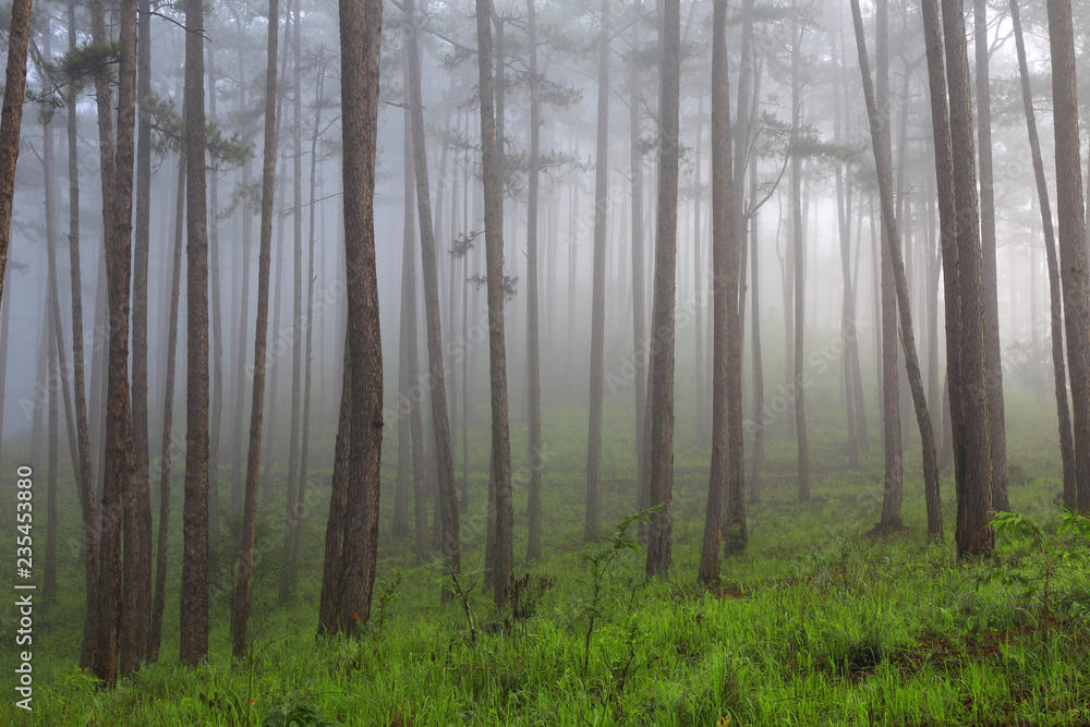 Naklejka premium Pine forest in mist