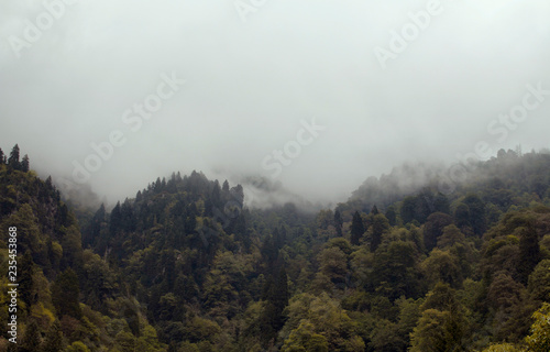 View of forest trees and beautiful nature in fog. The image is captured in Trabzon/Rize area of Black Sea region located at northeast of Turkey.