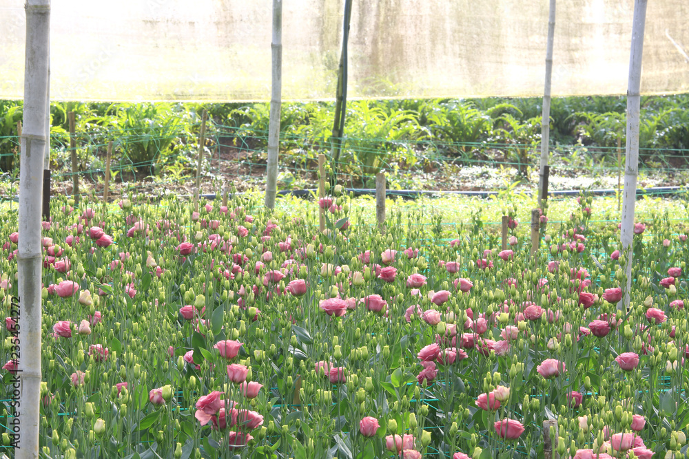 Eustoma blossming in green house 