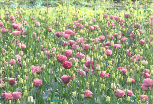 Eustoma blossming in green house  photo