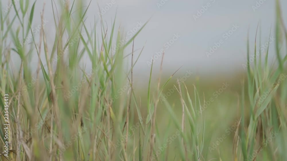 sea oats blowing in the wind sea oats blowing in the wind