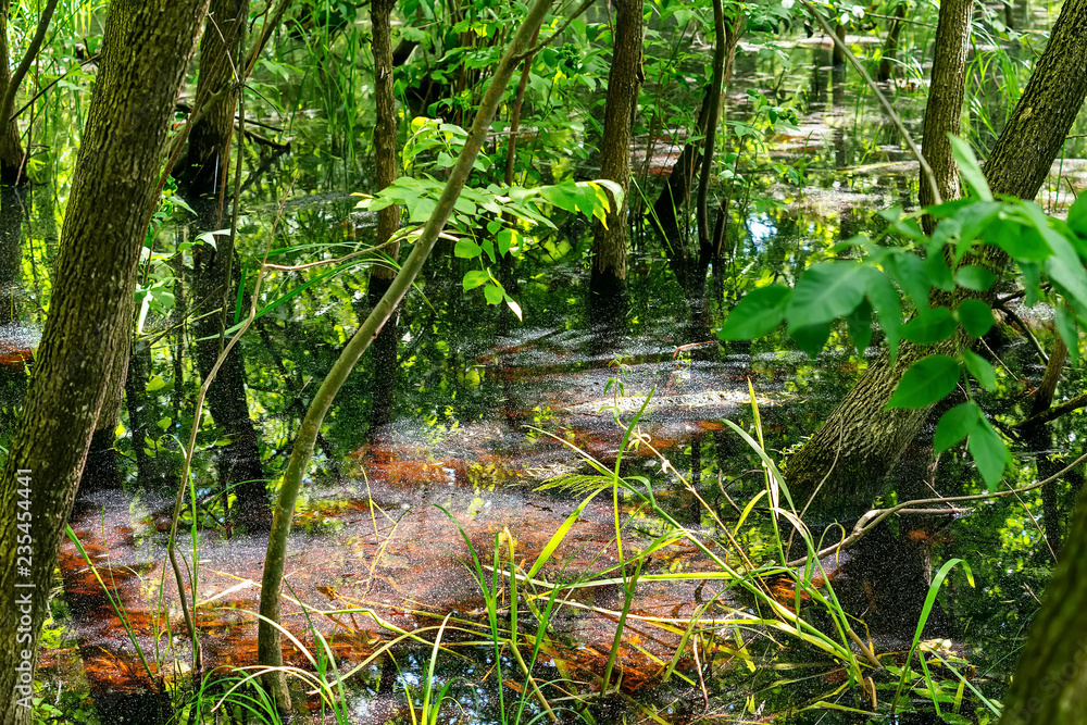 Typical landscape at swamp area of Imperial Pond (Carska bara), large natural habitat for birds and other animals from Serbia Typical landscape at swamp area of Imperial Pond (Carska bara), large natural habitat for birds and other animals from Serbia