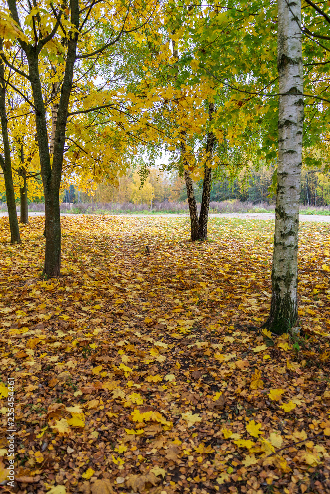 beautiful birch tree trunks, branches and leaves in natural environment beautiful birch tree trunks, branches and leaves in natural environment