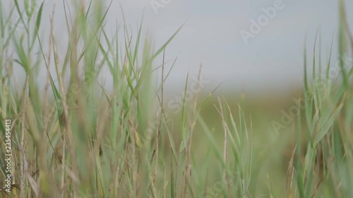 sea oats blowing in the wind