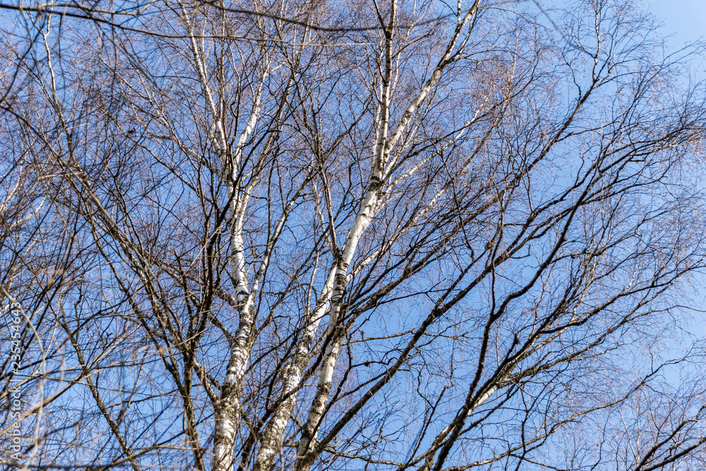 beautiful birch tree trunks, branches and leaves in natural environment beautiful birch tree trunks, branches and leaves in natural environment