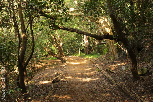 Fototapeta Naklejka Na Ścianę i Meble -  Quiet forest path in the Harold Porter National Botanic Gardens, Western Cape, South Africa.