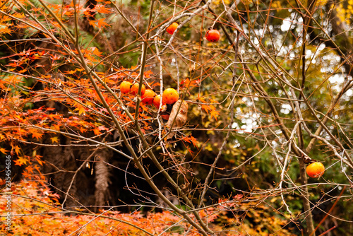 柿と紅葉