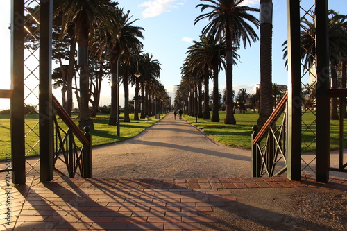 Palms and avenue