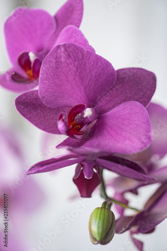 phalaenopsis in bloom