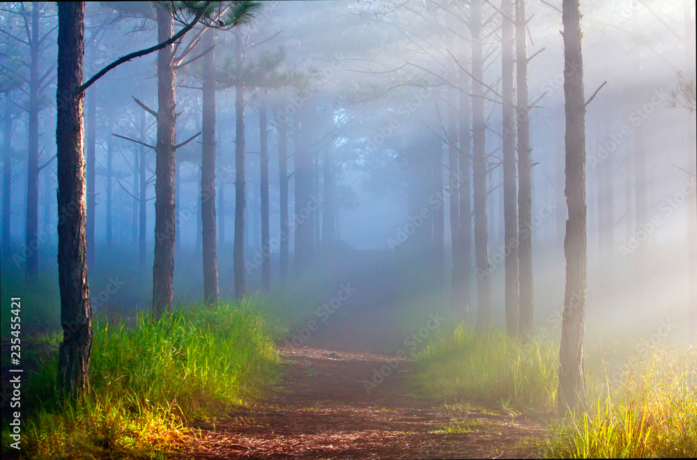 Pine forest in fog, ray and sunlight