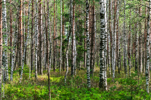 Fototapeta Naklejka Na Ścianę i Meble -  beautiful birch tree trunks, branches and leaves in natural environment