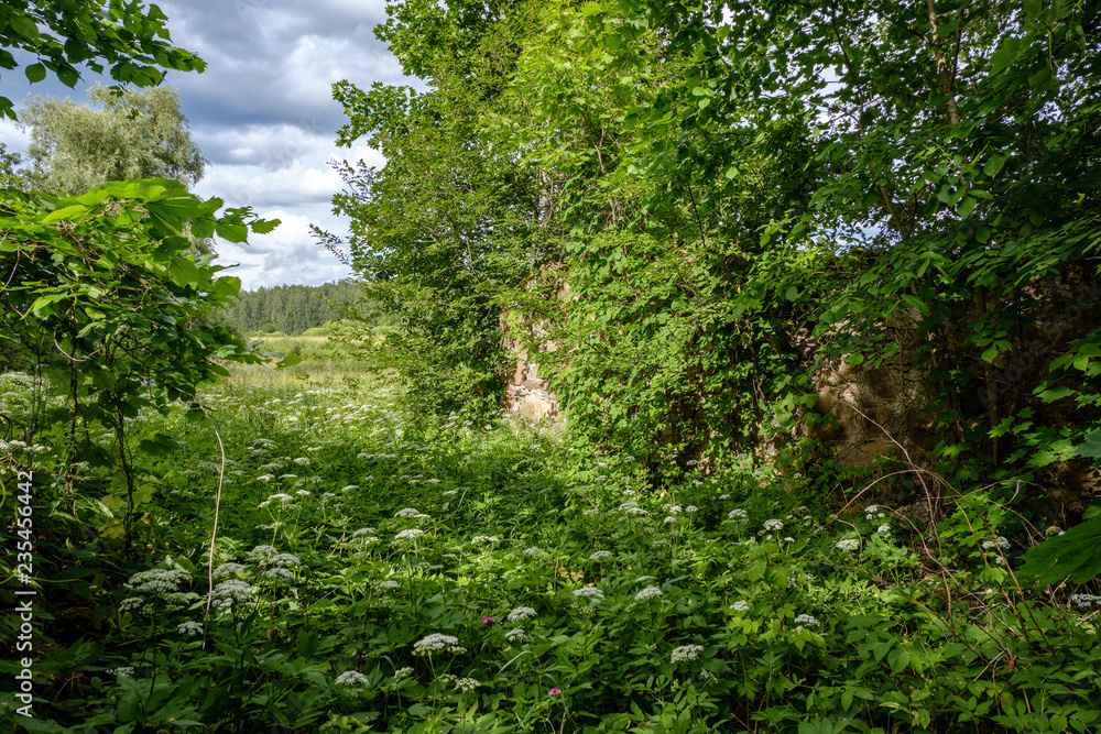deep green foliage in summer light for backgrounds or textures deep green foliage in summer light for backgrounds or textures