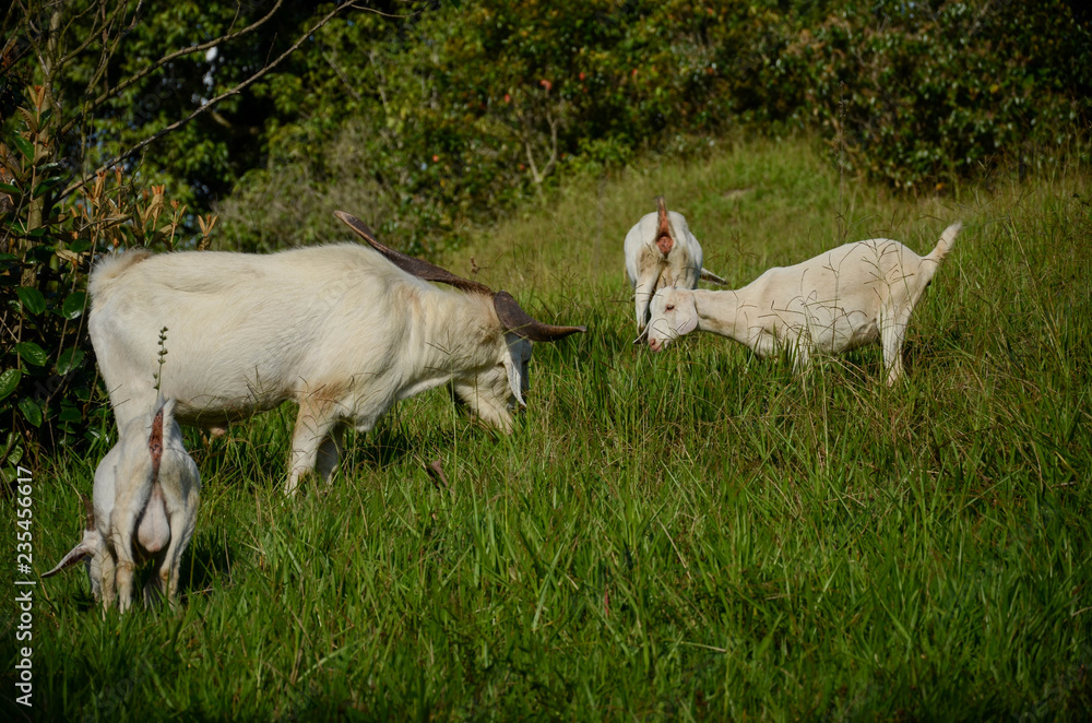cabras cabras
