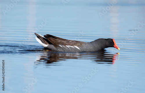 gallinule photo