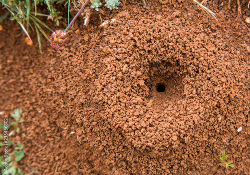 ant entrance photo