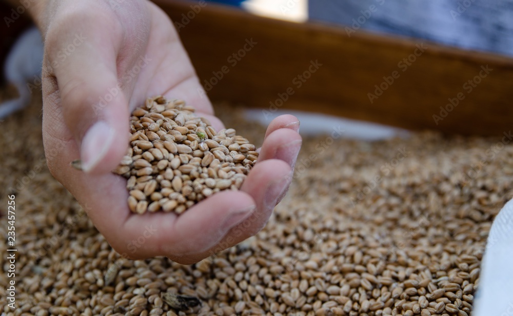 A hand of a boy full of wheat seeds A hand of a boy full of wheat seeds