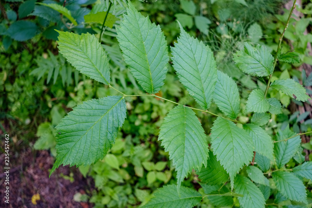 deep green foliage in summer light for backgrounds or textures deep green foliage in summer light for backgrounds or textures