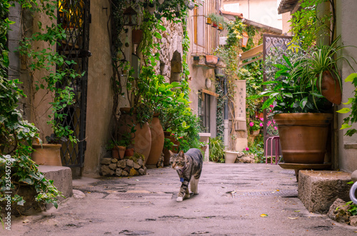 Mougins, France, June 6th , 2016. Cat strolling on a narrow street in the old town Mougins in France. .