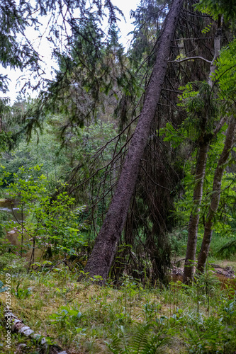 evergreen forest with spruce and pine tree under branches