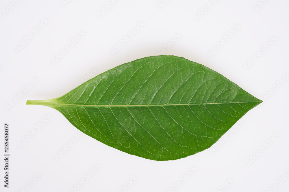 Obraz premium leaves on white background
