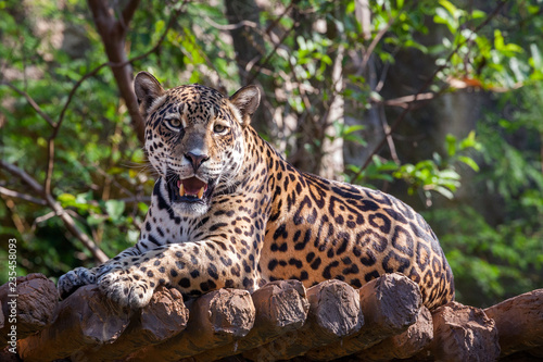 Jaguar glaring and snarling.. © apple2499