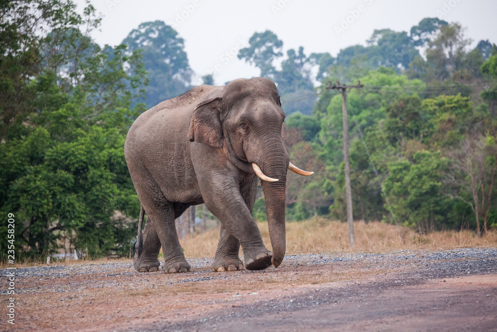 Fototapeta premium Wild elephant.