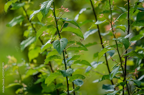 deep green foliage in summer light for backgrounds or textures